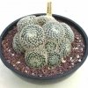 Mammillaria_schiedeana